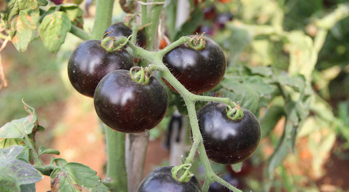 Bu domatesleri görenler gözlerine inanamıyor