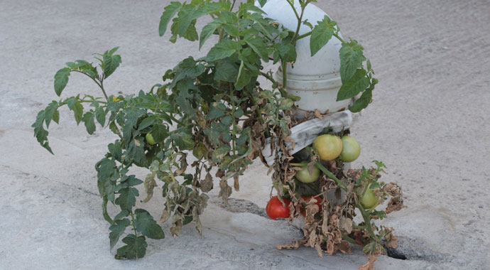 Gören hayret ediyor... Bu domates betonda yetişiyor