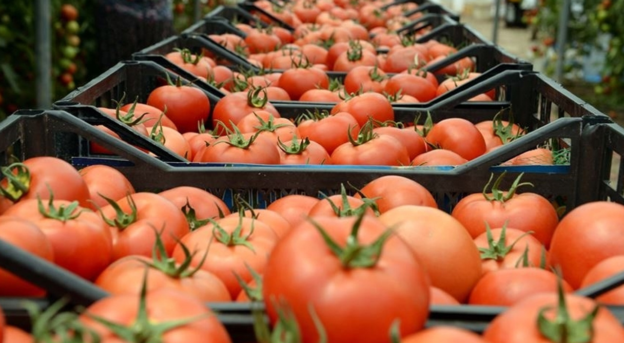 Bavulda numune ile pazara çıkalım