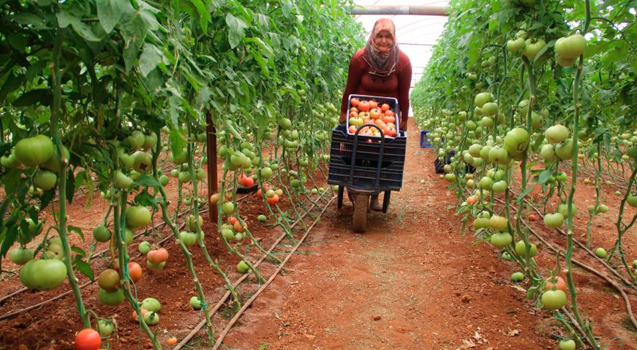 Üreticilerden "Domates kışın 50 TL olacak" sözlerine tepki! “Hem içeriye hem dışarıya yetecek ürünümüz var”