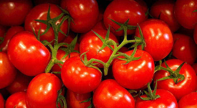 Domates üreticisini kışın sevindirdi, yazın üzüyor