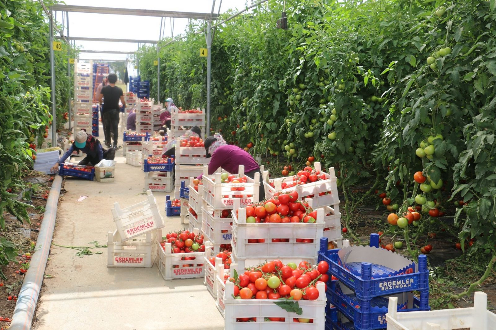 Erzincan'da domates üretimi artıyor