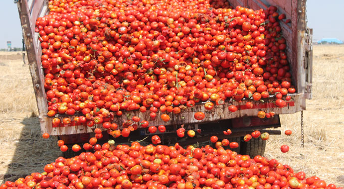 Satamadığı tonlarca domatesi tarlaya döktü!
