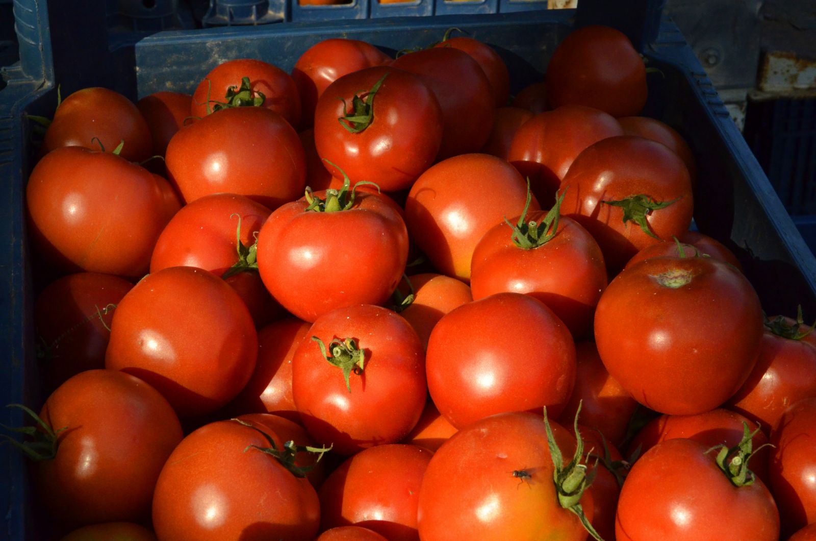 Tonlarca domates kabzımalların elinde kaldı