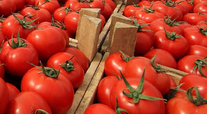 Domates üreticisini kışın sevindirdi, yazın üzüyor