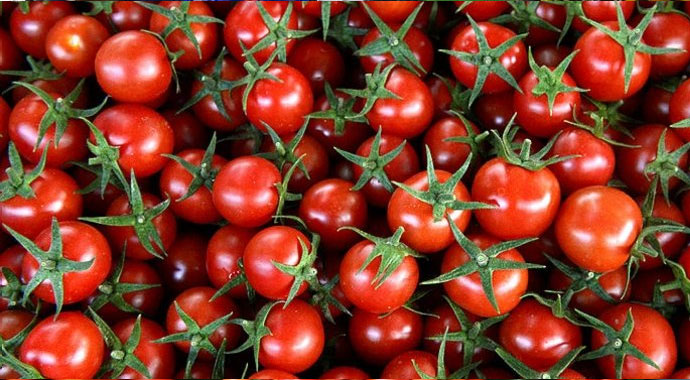 Antalya Hal’inde domates 1 liraya kadar düştü