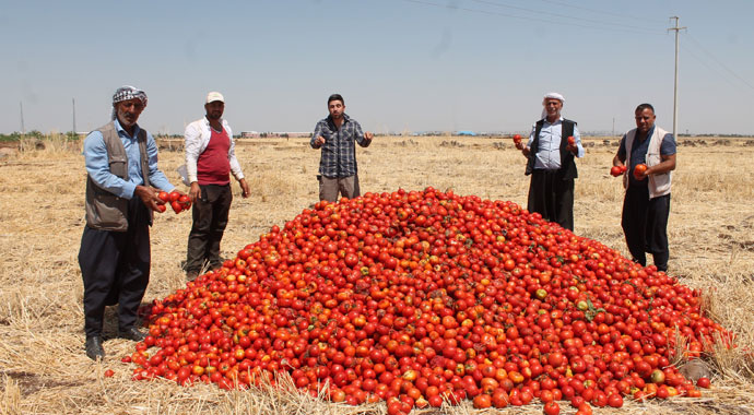 Satamadığı tonlarca domatesi tarlaya döktü!
