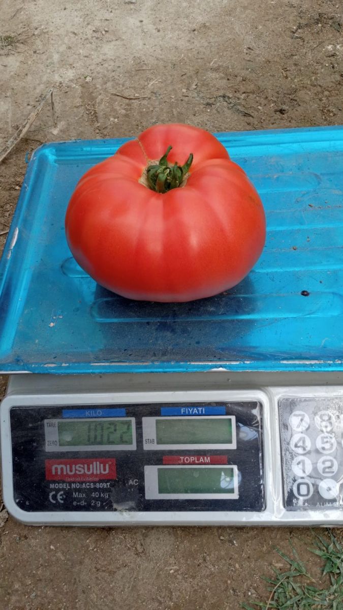 Görenleri hayrete düşürdü! Bu domatesler 1200 gram
