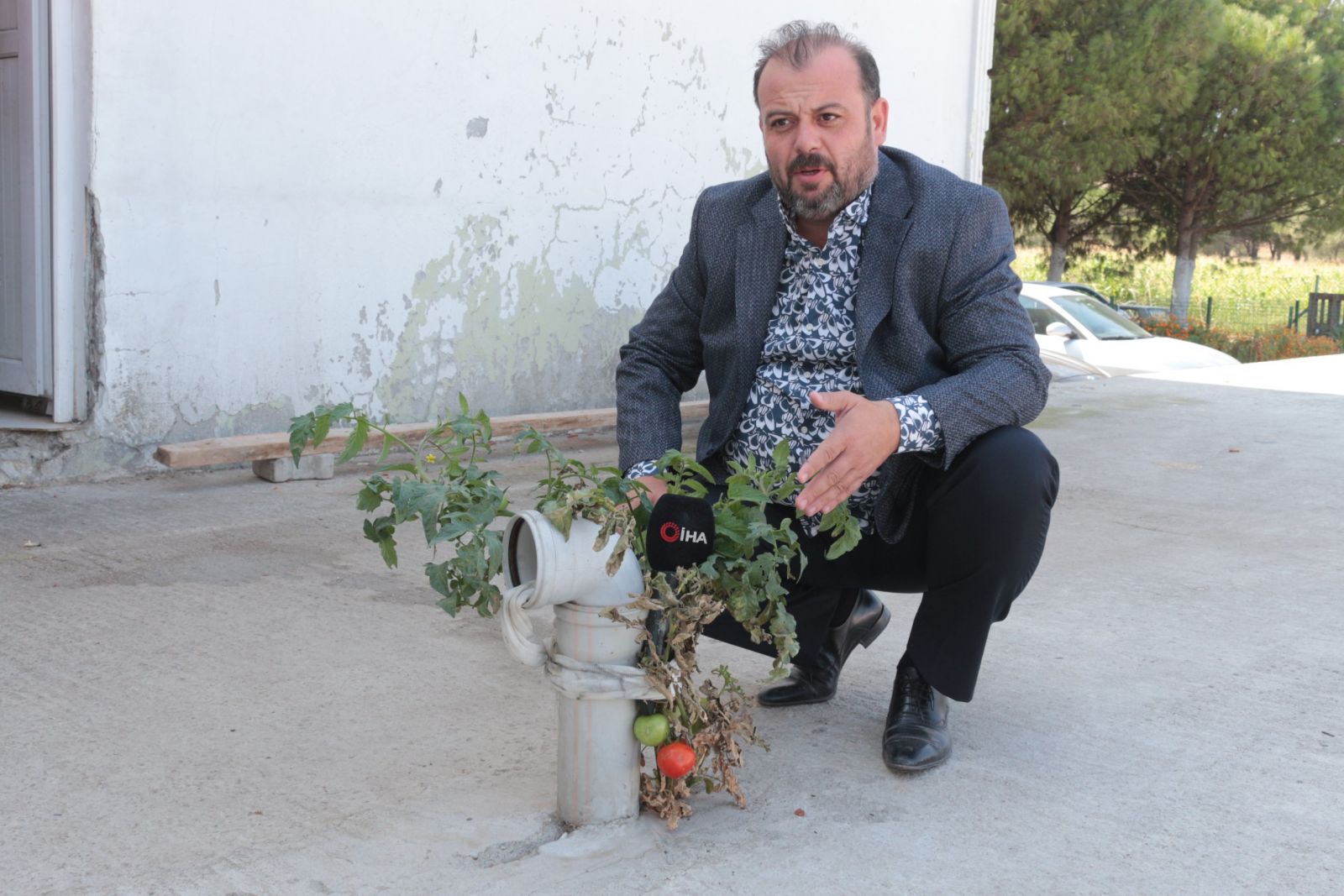 Gören hayret ediyor... Bu domates betonda yetişiyor