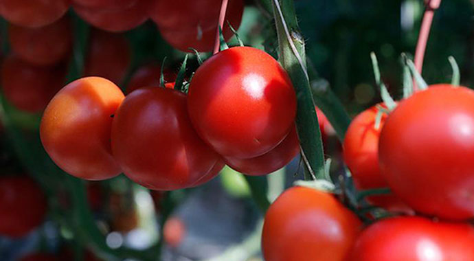 Domates fiyatları uzun aradan sonra üreticisini güldürdü