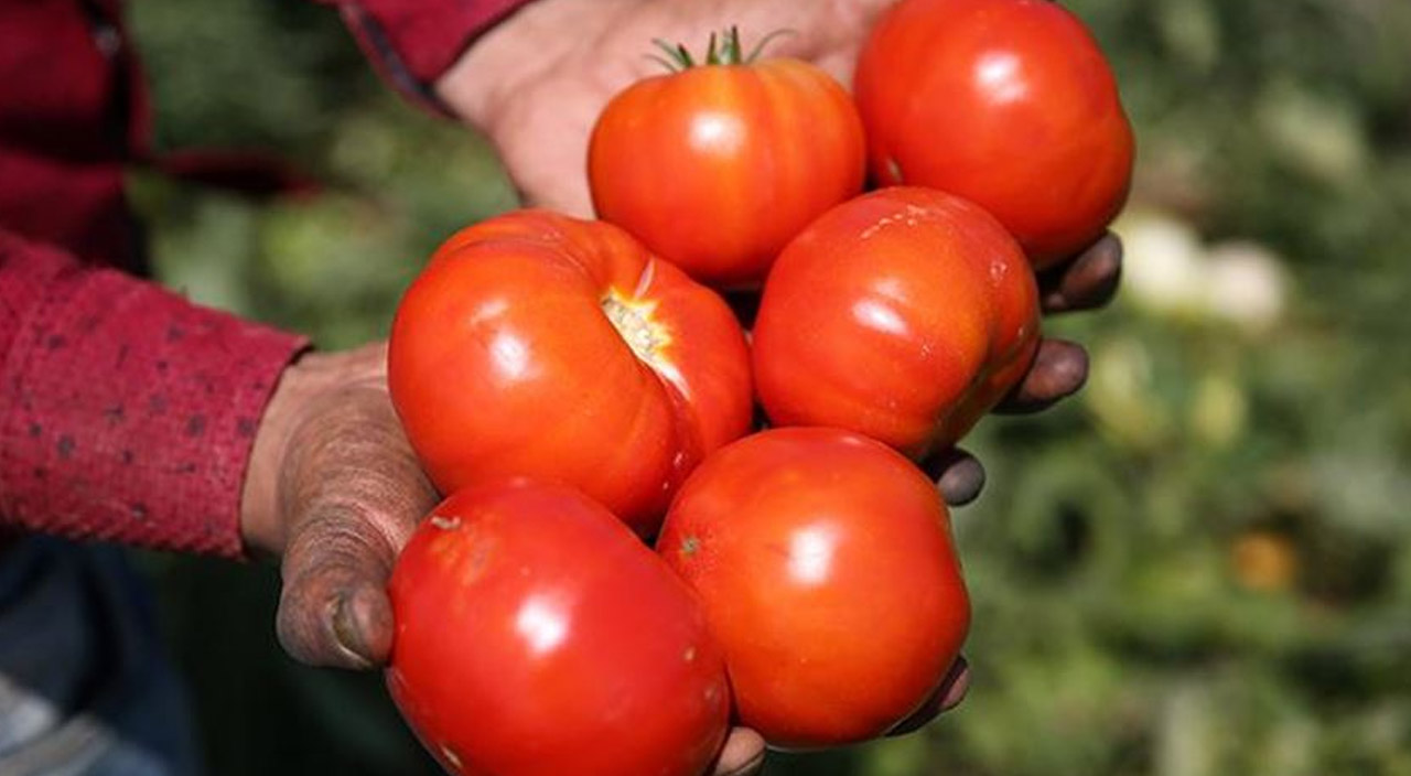 Rusya-Ukrayna savaşı domatesi vurdu: 4 liraya kadar düştü