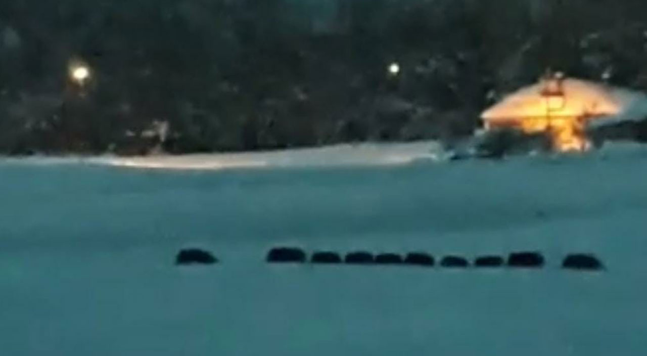 Korkutan görüntüler: Domuz sürüsü ilçeye indi