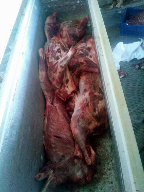 Aydın'da 450 kilo kaçak domuz eti yakalandı