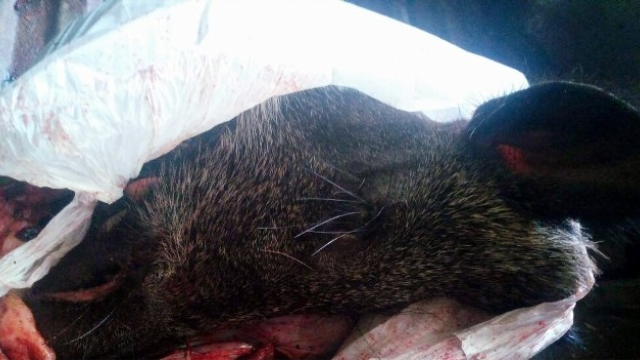 Aydın'da 450 kilo kaçak domuz eti yakalandı