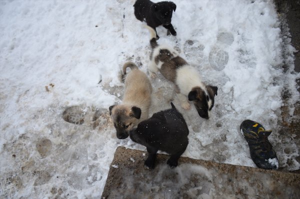 Donmak üzere olan 25 köpeğe evlerini açan aile