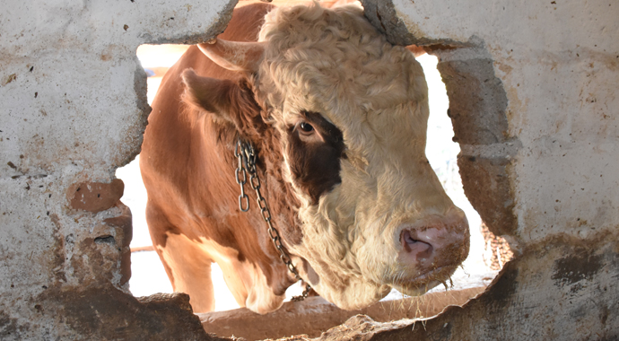 'Şampiyon Doruk'un fiyatına inanamayacaksınız!