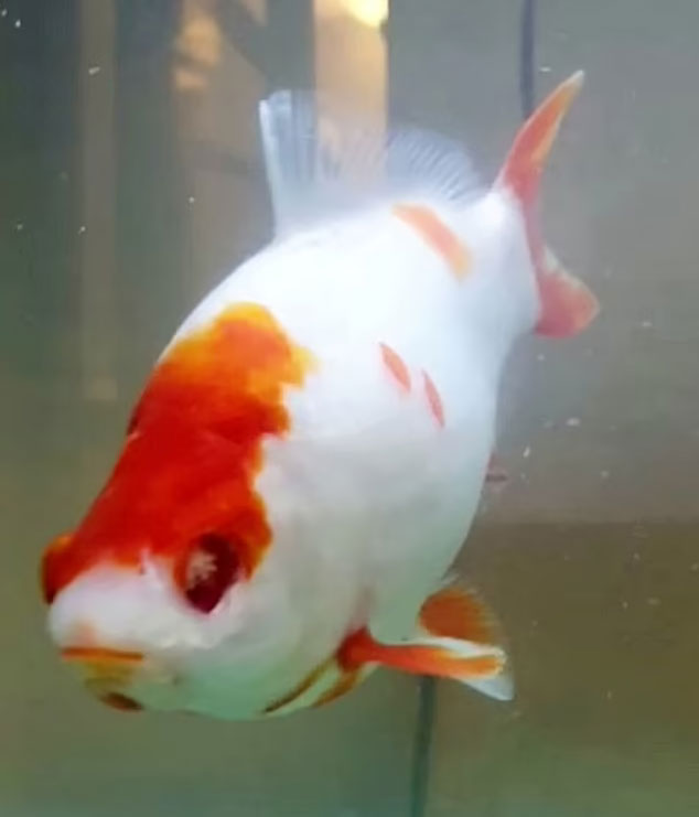 Tümör alınmazsa kör olacaktı! Akvaryum balığına göz ameliyatı