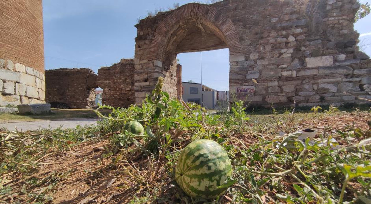 Tarihi surların içerisinde kendiliğinden yetişti: Koparmaya kıyamadılar