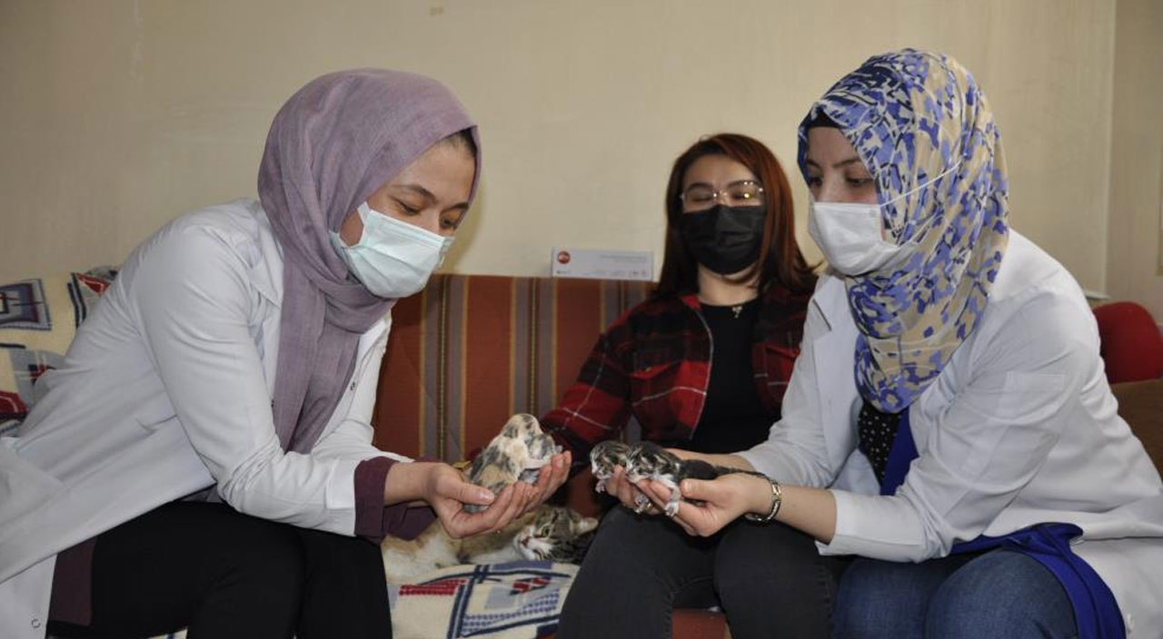 Doğum sancısı çeken kedi aile sağlığı merkezine gitti: Doğumunu ebeler yaptı