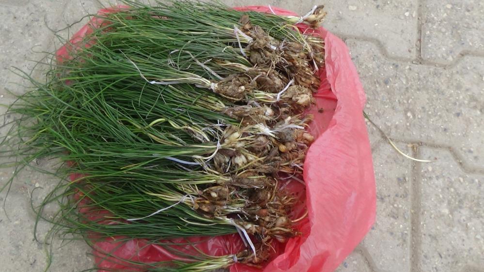 Zuzubak otu faydaları saymakla bitmiyor! Kilosu bin lirada satılıyor