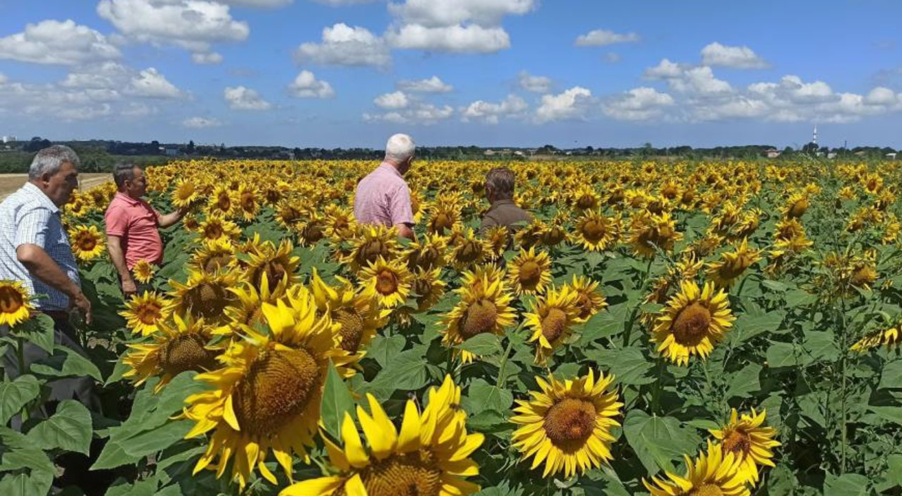Trakya’yı saran tırtıl istilası Karadeniz’e sıçradı! Üreticiler yetkililere seslendi: İlaçlar işe yaramıyor