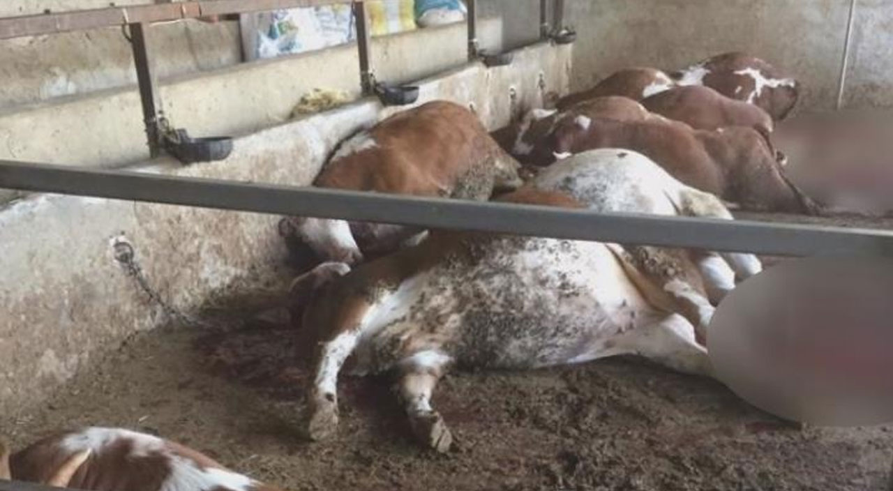 Sabah yem vermek için ahıra girdi...Gördüğü manzara karşısında şaşkına döndü