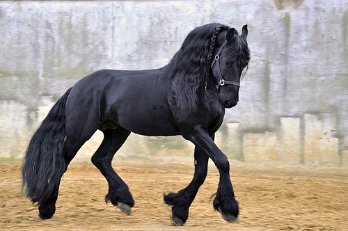 D&uuml;nyanın en iyi atları hangileri? En &ouml;nemli at cinsi hangisi? - 3. Resim