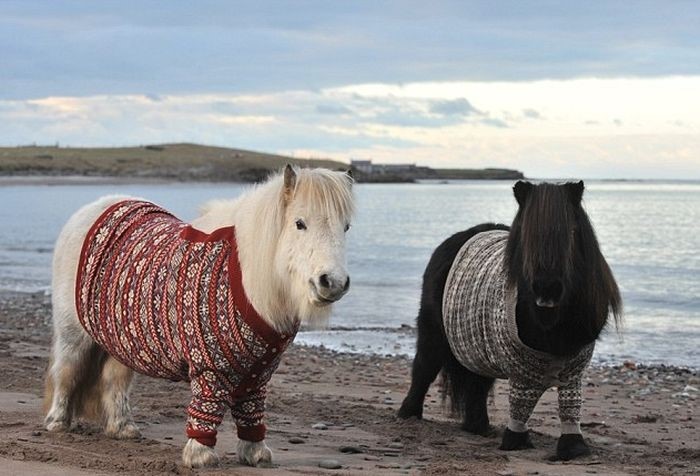 D&uuml;nyanın en iyi atları hangileri? En &ouml;nemli at cinsi hangisi? - 9. Resim