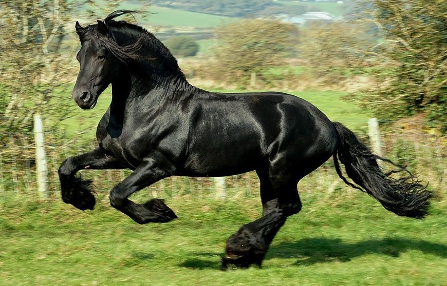 D&uuml;nyanın en iyi atları hangileri? En &ouml;nemli at cinsi hangisi? - 5. Resim