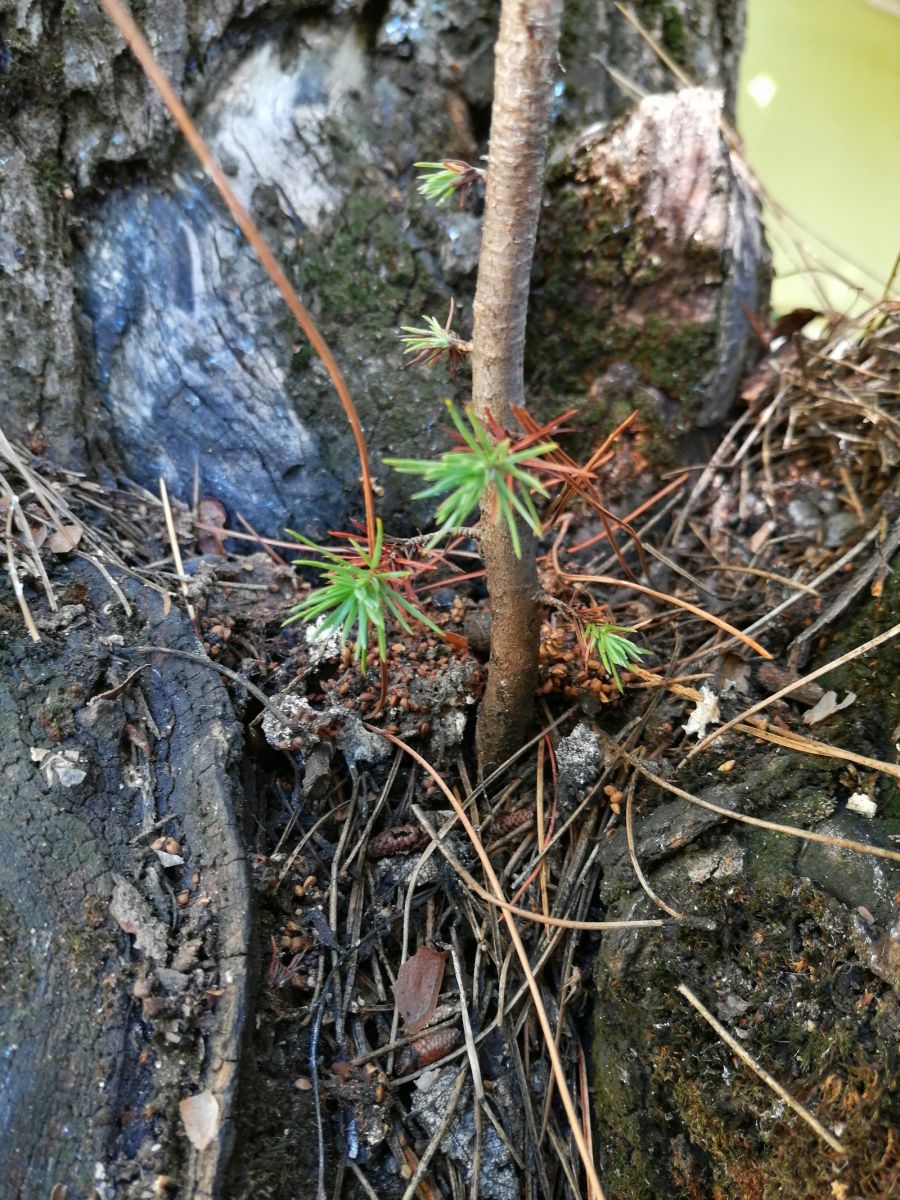 Dut ağacının içinden çam fidanı çıktı