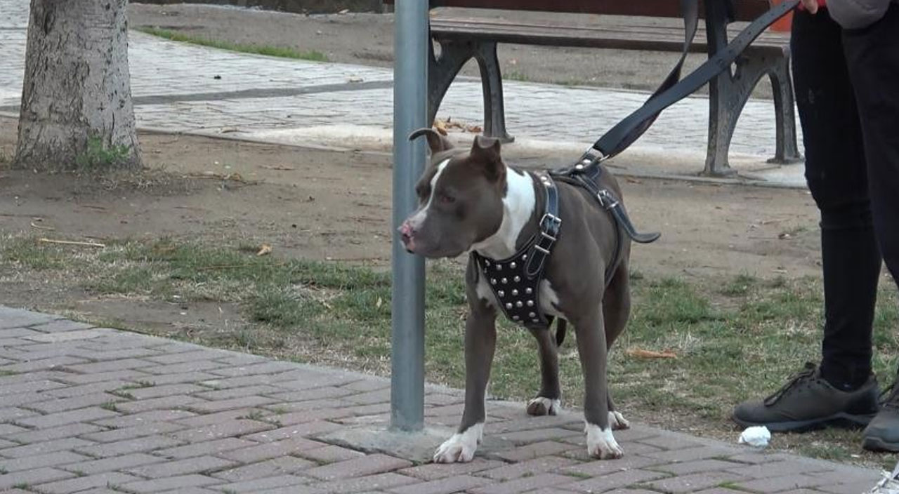 Çocuk parkına bırakılan Pitbulla kemerli müdahale Çocuk parkına bırakılan Pitbulla kemerli müdahale