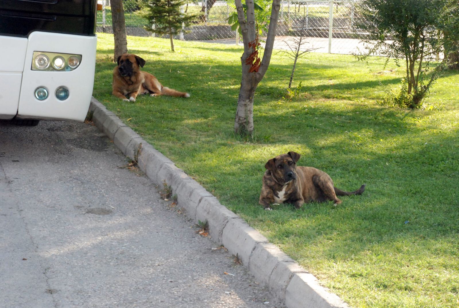 Eskişehir'de köpek dehşeti! 10 yaşındaki çocuğa 72 dikiş atıldı