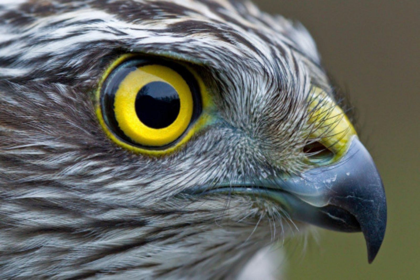 Yasak olmasına rağmen internetten satılıyor! Tanesi 2500 TL...