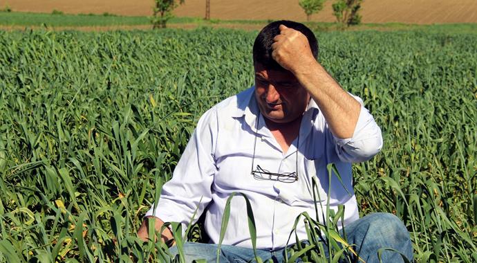 Edirnede buğday ekili tarlalarda virüs alarmı