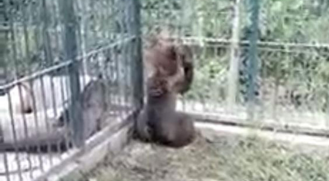 Balı fazla kaçıran yavru ayının sağlık durumu hakkında açıklama