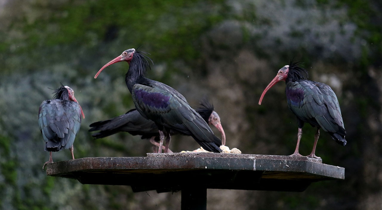 Dünyada nesli tükenen kelaynakların nüfusu Bursa'da artıyor