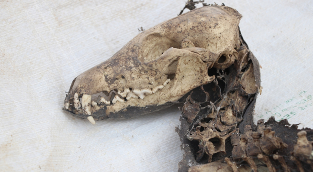 Iğdır'da inanılmaz keşif: Türü araştırılacak