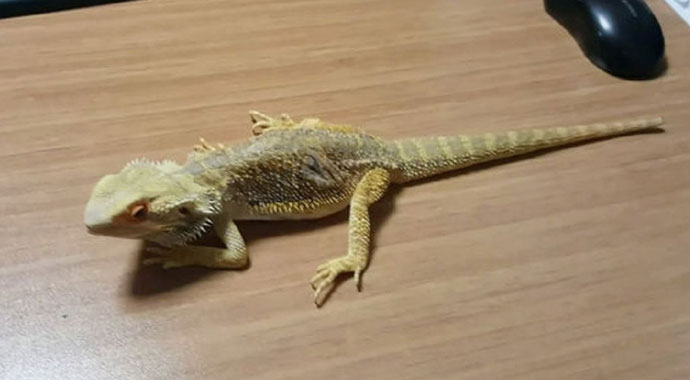 İstanbul'da egzotik havyan operasyonu İstanbul'da egzotik havyan operasyonu