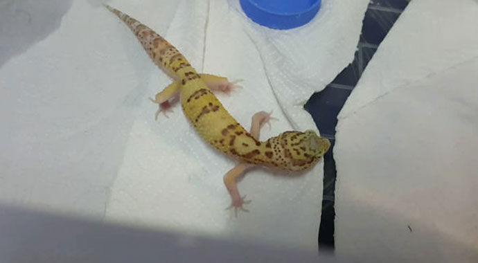 İstanbul'da egzotik havyan operasyonu İstanbul'da egzotik havyan operasyonu