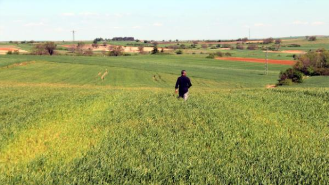 Edirne'de buğday ekili tarlalarda virüs alarmı