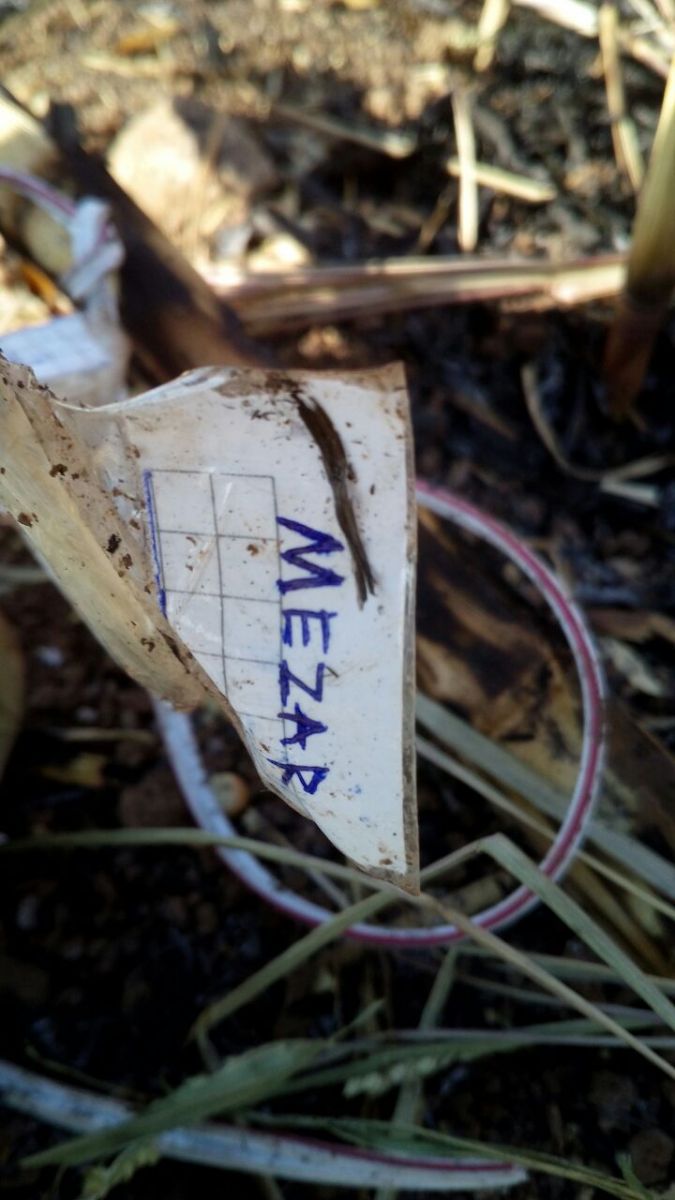 Eker'in aile mezarlığına patlayıcı tuzaklamışlar