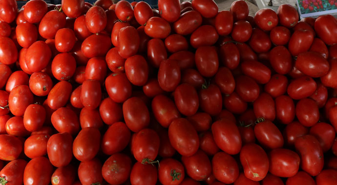 Domates 50, karpuz 20 kuruşa düştü