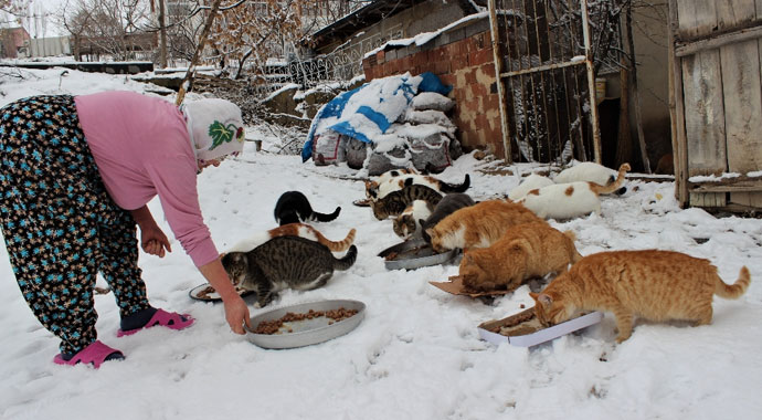 Nuriye Teyze kış nedeniyle 58 sokak kedisine evini açtı