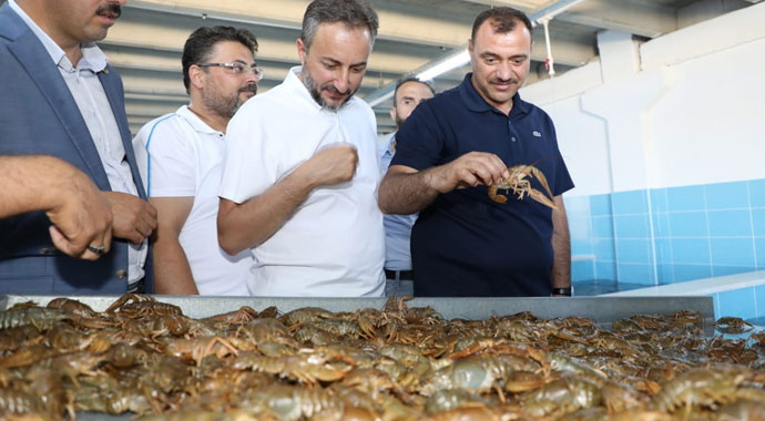 Elazığ'dan dünya pazarına satılıyor kilosu 100 TL
