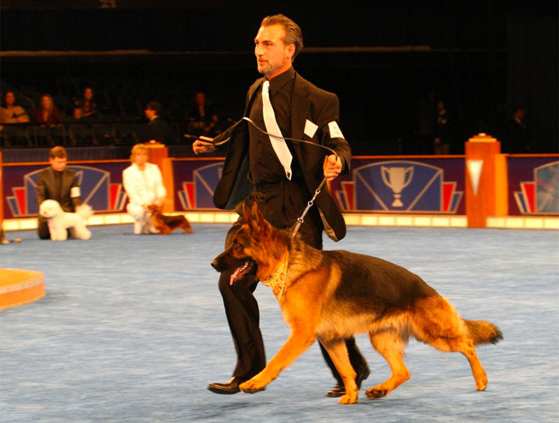 Elit Yavru Kurucusu Can Paksoy: Köpek alırken yaşam şartlarınıza uygun ırk seçmelisiniz Elit Yavru Kurucusu Can Paksoy: Köpek alırken yaşam şartlarınıza uygun ırk seçmelisiniz