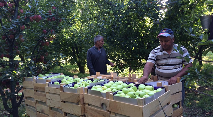 Erdoğan müjdeyi vermişti: Elma tanzimi hayata geçiriliyor