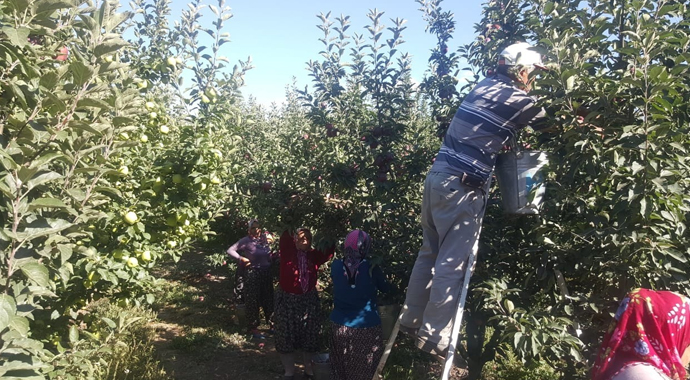 Erdoğan müjdeyi vermişti: Elma tanzimi hayata geçiriliyor Erdoğan müjdeyi vermişti: Elma tanzimi hayata geçiriliyor
