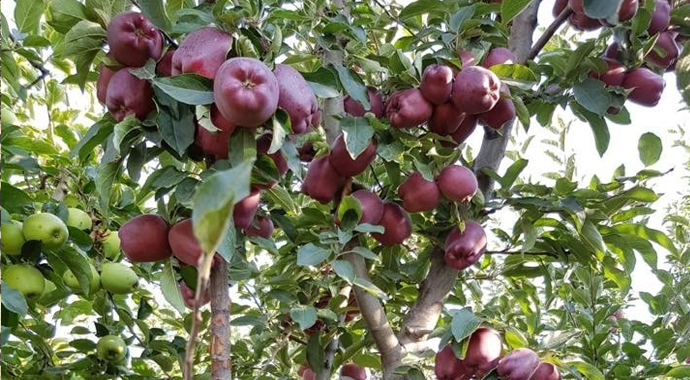 Erdoğan müjdeyi vermişti: Elma tanzimi hayata geçiriliyor Erdoğan müjdeyi vermişti: Elma tanzimi hayata geçiriliyor