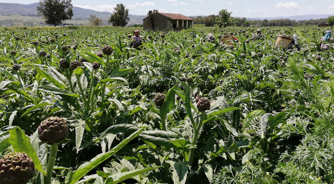 Karaciğer dostu enginar yükte hafif pahada ağır oldu