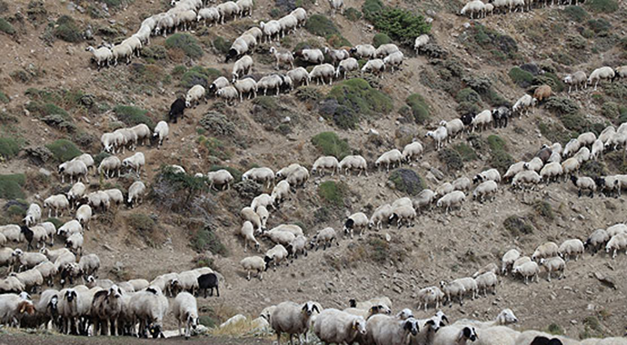 Erzincan tulum peyniri sofraları süslüyor